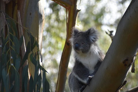 Private Day Tour Of Phillip Island Wildlife And Brighton Beach - Darwin Holiday 3