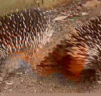 Puffing Billy And Healesville Sanctuary Scenic Tour - Darwin Holiday