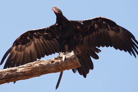 Puffing Billy And Healesville Sanctuary Scenic Tour - Darwin Holiday 4