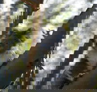 Healesville Sanctuary And Phillip Island Wildlife Bus Tour - Darwin Holiday