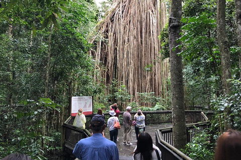 4-Day Cairns Ultimate Combo: Daintree Rainforest, Reef, Kuranda & Paronella Park - Darwin Holiday 5