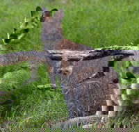 Ultimate Blue Mountains and Wildlife Tour - Darwin Holiday