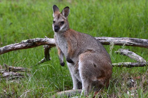 Ultimate Blue Mountains And Wildlife Tour - Darwin Holiday 0