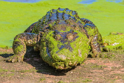 3 In 1 Tour: Matsoâ€™s Brewery, Broome Museum & Malcolm Douglas Crocodile Park - Darwin Holiday 4