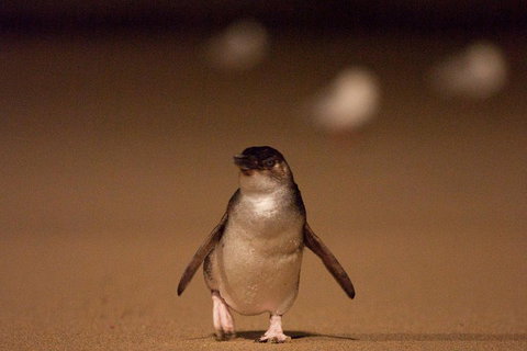 Phillip Island Medium Size Group Tour - Darwin Holiday 4