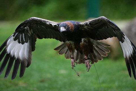 Yarra Valley Wildlife & Wine Day Tour From Melbourne With Healesville Sanctuary - Darwin Holiday 1