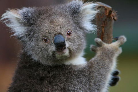 Yarra Valley Wildlife & Wine Day Tour From Melbourne With Healesville Sanctuary - Darwin Holiday 2