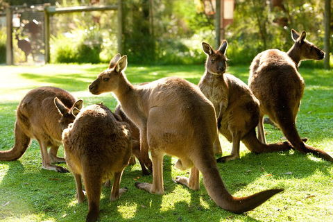 Yarra Valley Wildlife & Wine Day Tour From Melbourne With Healesville Sanctuary - Darwin Holiday 4