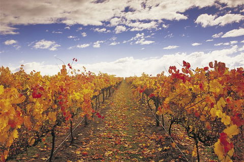 Yarra Valley Wildlife & Wine Day Tour From Melbourne With Healesville Sanctuary - Darwin Holiday 5