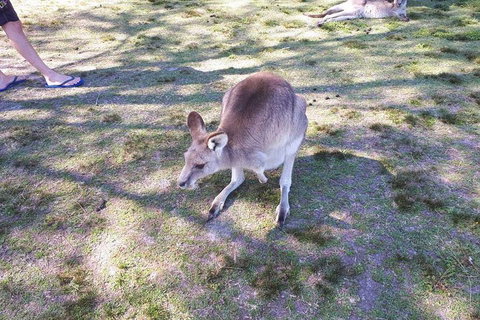 Private & Fully Guided 4-day Sydney Tour Package - Darwin Holiday 5