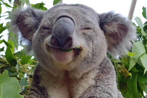 Private All Blue Mountains Day Tour - Darwin Holiday 2