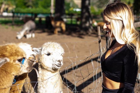 O'Reilly's & Lamington National Park Incl. Alpaca Farm + Vineyard - Darwin Holiday 3