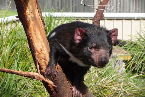 6-Day Tasmania Small-Group Guided Tour With Gourmet Food - Darwin Holiday 1