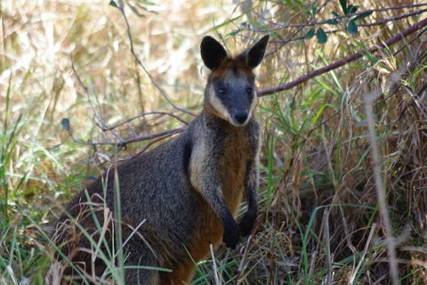 Byron Bay Combo: Hinterland Tour Including Minyon Falls And Kayaking With Dolphins - Darwin Holiday 2