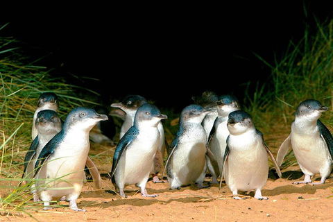Phillip Island Penguins Private Tour - Darwin Holiday 0