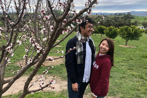 Private Yarra Valley And Puffing Billy Tour - Darwin Holiday 0