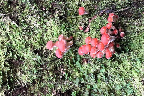 Private Yarra Valley And Puffing Billy Tour - Darwin Holiday 5