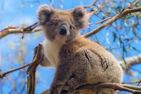 Private Phillip Island Tour - Darwin Holiday 2
