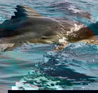 1.5HR Mudjimba Island Wildlife Safari - Darwin Holiday