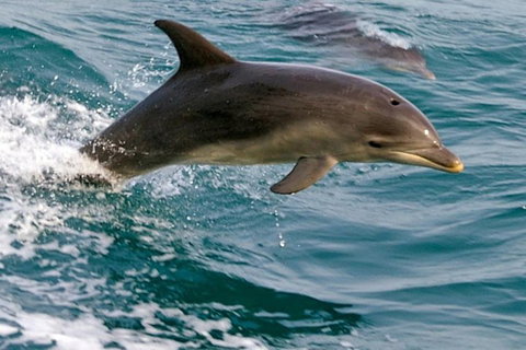 1.5HR Mudjimba Island Wildlife Safari - Darwin Holiday 0