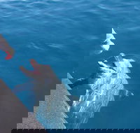 Noosa Wild Dolphin Safari - Darwin Holiday