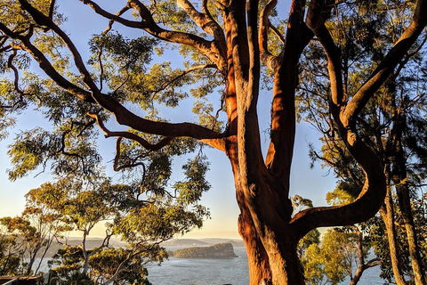 Manly & Sydney's Northern Beaches With 'Personalised Sydney Tours' - Darwin Holiday 4