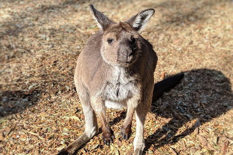 Blue Mountains Private Tour - Wild Kangaroos, Waterfalls And The Three Sisters - Darwin Holiday 2
