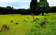 Blue Mountains Off The Beaten Track 4WD Day Adventure - thumb 2