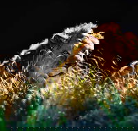 Sydney Taronga Zoo General Entry Ticket - Darwin Holiday