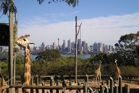 Sydney Taronga Zoo's Australian Animals Tour - Darwin Holiday 4