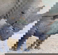 Croc Express to Australia Zoo from Gold Coast - Darwin Holiday