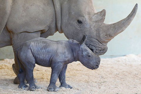 Croc Express To Australia Zoo From Gold Coast - Darwin Holiday 0