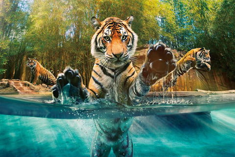 Croc Express To Australia Zoo From Gold Coast - Darwin Holiday 3