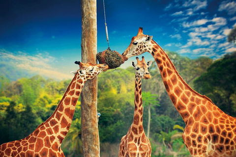 Croc Express To Australia Zoo From Gold Coast - Darwin Holiday 5