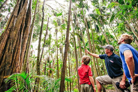 Natural Bridge & Springbrook Waterfalls Tour + Hot Air Balloon With Breakfast - Darwin Holiday 5