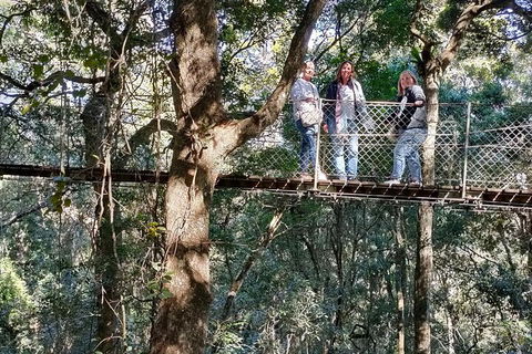 Lamington National Park, O'Reilly's & Vineyard Tour - Darwin Holiday 2