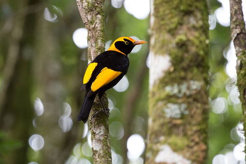 Lamington National Park, O'Reilly's & Vineyard Tour - Darwin Holiday 4