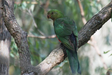 Private Blue Mountains Insider Tour From Sydney - Darwin Holiday 5