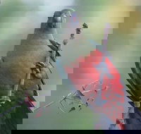 Inside the Greater Blue Mountains World Heritage - A Wildlife Safari Overnight - Darwin Holiday