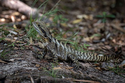 Cape Byron Aboriginal Tour - Darwin Holiday 3