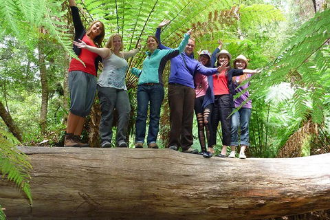 Mt Field National Park Active Day-Trip Including Bonorong And Mt Wellington - Darwin Holiday 3