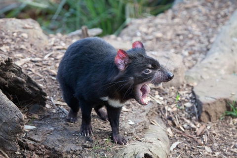 Mt Field National Park Active Day-Trip Including Bonorong And Mt Wellington - Darwin Holiday 5