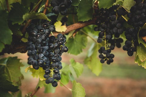 Hideaway Private Tours Hunter Valley- Indulgence Wine Tour (Full Day) - Darwin Holiday 3