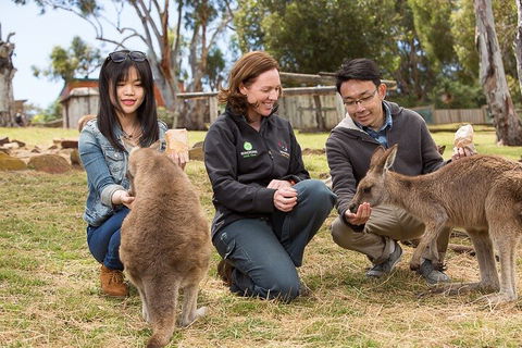 Bonorong Wildlife Park And Richmond Afternoon Tour From Hobart - Darwin Holiday 1