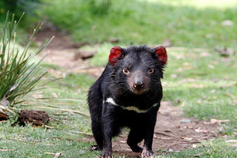 Bonorong Wildlife Park And Richmond Afternoon Tour From Hobart - Darwin Holiday 4