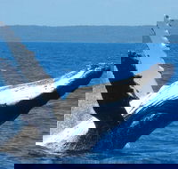 Mooloolaba Whale Watching Tour - Darwin Holiday
