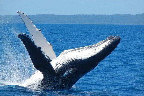 Mooloolaba Whale Watching Tour - Darwin Holiday 0