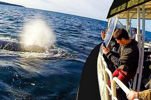 Mooloolaba Whale Watching Tour - Darwin Holiday 2