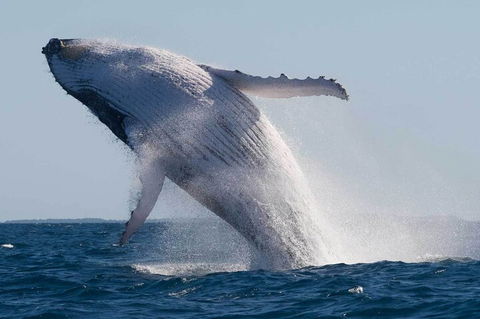 Mooloolaba Whale Watching Tour - Darwin Holiday 4