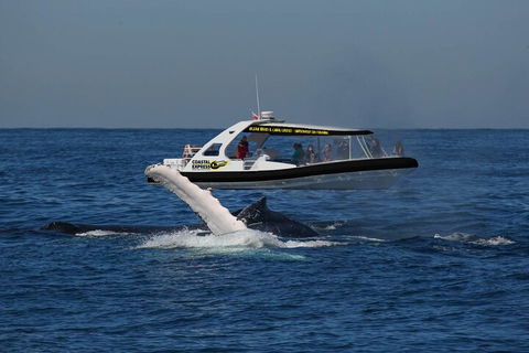 Mooloolaba Whale Watching Tour - Darwin Holiday 5